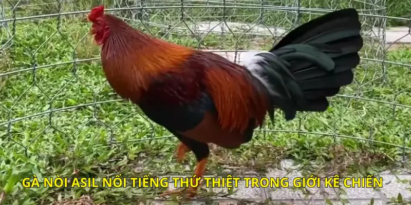 Gà nòi Asil nổi tiếng thứ thiệt trong giới kê chiến