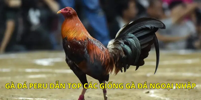 Gà đá Peru dẫn top các giống gà đá ngoại nhập
