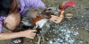 Cách cắt lông gà tre đá