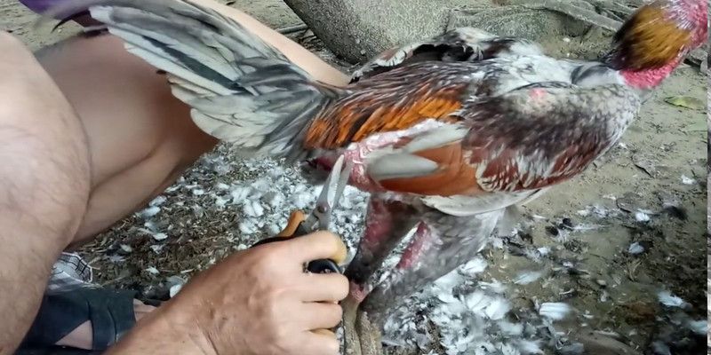 Tỉa gọn lông ở bụng và dưới sườn của chiến kê