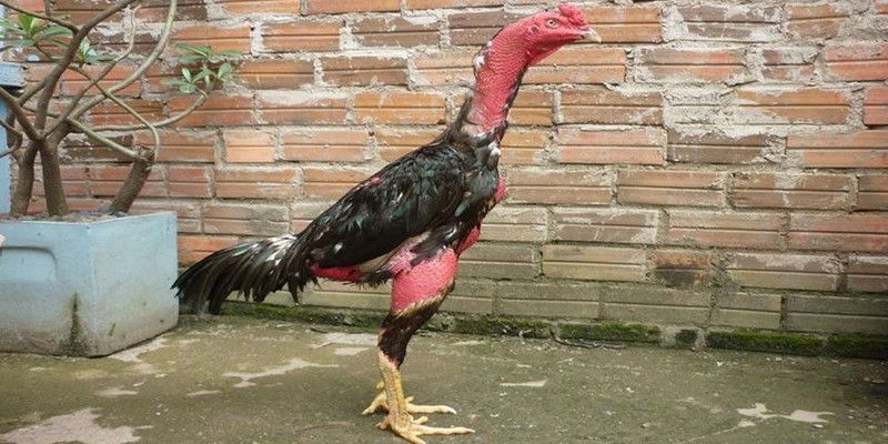 Cắt lông giúp gà đá giảm nhiệt nhanh, dễ dàng hơn