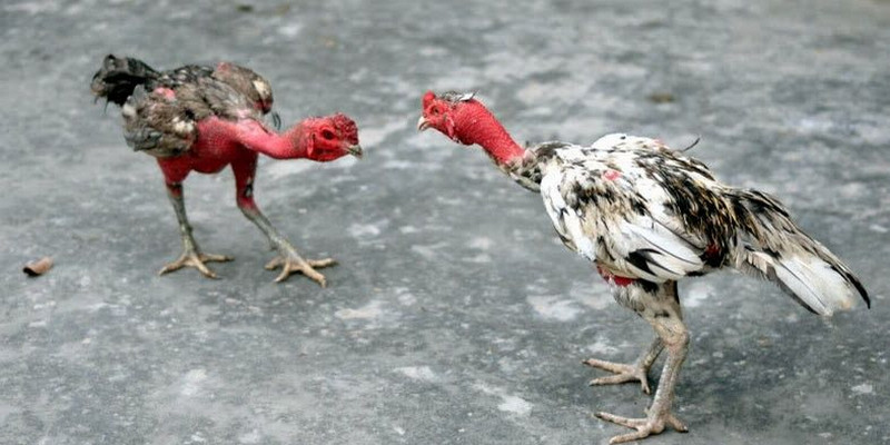 Cách cắt lông gà tre đá ở phần hông, nách
