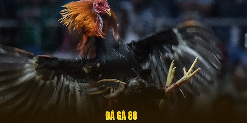 Tham gia vào loại hình chọi kê có sức thu hút đến bạn