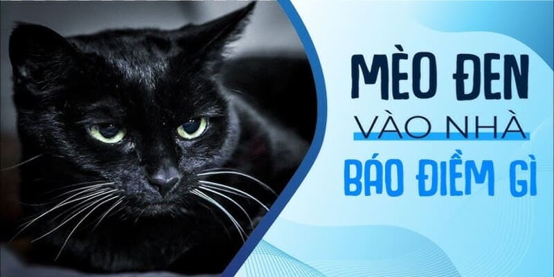 Thấy mèo đen vào nhà trong giấc mơ 