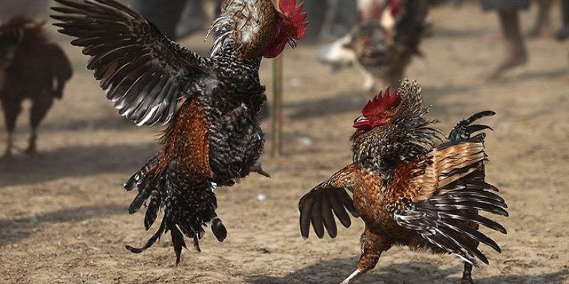 Cách nghiên cứu kết quả chuẩn khi tham gia đá gà 67