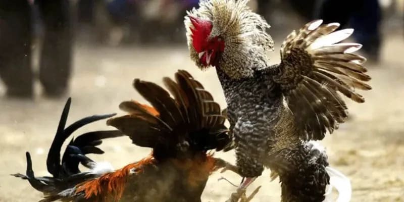 Một vài hình thức chiến kê được săn đón hàng đầu