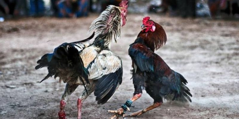 Những yếu tố tạo nên danh tiếng của đá gà 67