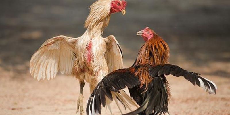 Tìm hiểu chung về đá gà 67